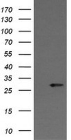 KLK8 Mouse anti-Human, Clone: OTI2A5, lyophilized, TrueMAB 100 &mu;g; Unconjugated:Antibodies,