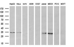 KLK8 Mouse anti-Human, Clone: OTI2A5, lyophilized, TrueMAB 100 &mu;g; Unconjugated:Antibodies,