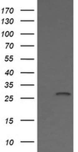 KLK8 Monoclonal Antibody (OTI14E11), TrueMAB , OriGene 100 &mu;L; Unconjugated:Antibodies,