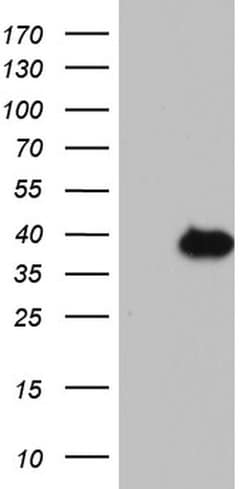 KLK8 Monoclonal Antibody (OTI3A12), TrueMAB , OriGene:Antibodies:Primary