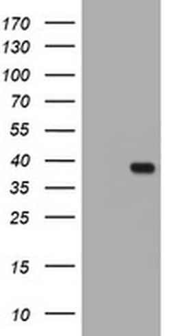 KLK8 Monoclonal Antibody (OTI1G8), TrueMAB , OriGene:Antibodies:Primary