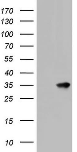 KLK8 Monoclonal Antibody (OTI1G9), TrueMAB , OriGene:Antibodies:Primary