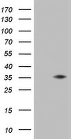 KLK8 Monoclonal Antibody (OTI6D6), TrueMAB , OriGene:Antibodies:Primary
