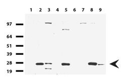 KLK8 Mouse anti-Human, Clone: UMAB84, liquid, UltraMAB 30 &mu;L; Unconjugated:Antibodies,
