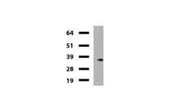 KLK8 Mouse anti-Human, Clone: UMAB84, liquid, UltraMAB 30 &mu;L; Unconjugated:Antibodies,