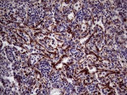 KLRB1 Monoclonal Antibody (OTI1D8), TrueMAB , OriGene 100 &mu;L; Unconjugated:Antibodies,