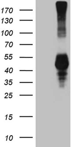 KLRB1 Monoclonal Antibody (OTI5F10), TrueMAB , OriGene 100 &mu;L; Unconjugated:Antibodies,
