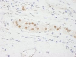KPNA3 Polyclonal Antibody, Bethyl Laboratories 100 &mu;L; Unconjugated:Antibodies,