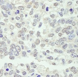 KPNA3 Polyclonal Antibody, Bethyl Laboratories 100 &mu;L; Unconjugated:Antibodies,