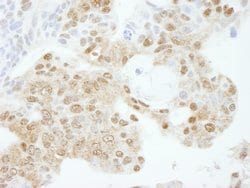 KPNA3 Polyclonal Antibody, Bethyl Laboratories 100 &mu;L; Unconjugated:Antibodies,