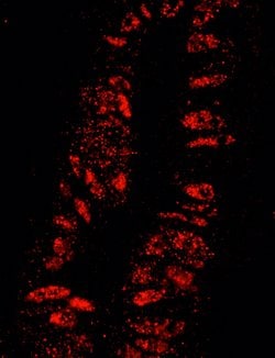 KPNA3 Polyclonal Antibody, Bethyl Laboratories 100 &mu;L; Unconjugated:Antibodies,