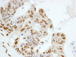 KPNA4 Polyclonal Antibody, Bethyl Laboratories 100 &mu;L; Unconjugated:Antibodies,