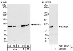 KPNB1 Rabbit anti-Human, Mouse, Polyclonal, Bethyl Laboratories 100 &mu;L;