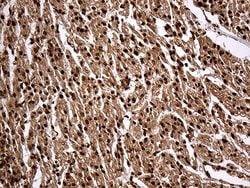 KPNB1 Monoclonal Antibody (OTI6H3), TrueMAB , OriGene:Antibodies:Primary