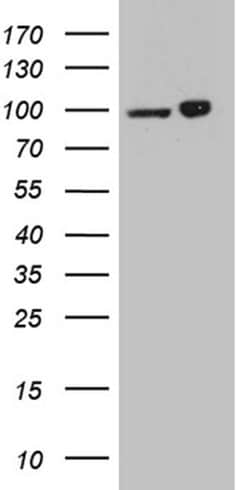 KPNB1 Monoclonal Antibody (OTI9D6), TrueMAB , OriGene:Antibodies:Primary