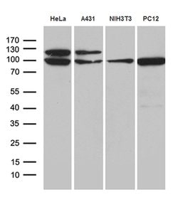 KPNB1 Mouse anti-Human, Mouse, Rat, Clone: OTI9D6, lyophilized, TrueMAB