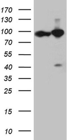 KPNB1 Monoclonal Antibody (OTI10B7), TrueMAB , OriGene 100 &mu;L; Unconjugated:Antibodies,