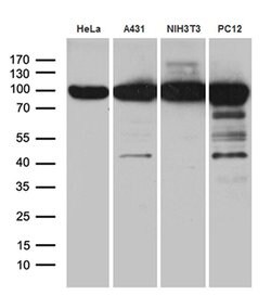 KPNB1 Monoclonal Antibody (OTI10B7), TrueMAB , OriGene 100 &mu;L; Unconjugated:Antibodies,