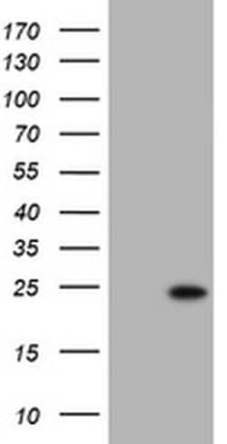 KRAS Monoclonal Antibody (OTI2F8), TrueMAB , OriGene 30 &mu;L; Unconjugated:Antibodies,