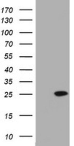 KRAS Mouse anti-Human, Clone: OTI4B3, lyophilized, TrueMAB 100 &mu;g; Unconjugated:Antibodies,
