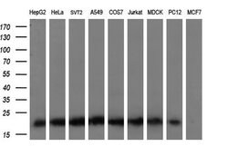 KRAS Mouse anti-Human, Clone: OTI2C1, lyophilized, TrueMAB 100 &mu;g; Unconjugated:Antibodies,