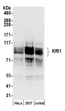 KRI1 Rabbit anti-Human, Polyclonal, Bethyl Laboratories 100 &mu;L; Unconjugated:Antibodies,