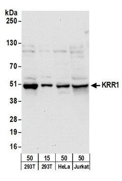KRR1 Rabbit anti-Human, Polyclonal, Bethyl Laboratories 100 &mu;L; Unconjugated:Antibodies,