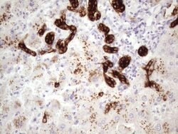 KRT16 Mouse anti-Human, Clone: OTI7A4, lyophilized, TrueMAB 100 &mu;g;