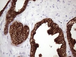 KRT16 Mouse anti-Human, Clone: OTI1G5, lyophilized, TrueMAB 100 &mu;g;