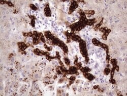 KRT16 Monoclonal Antibody (OTI1G5), TrueMAB , OriGene 100 &mu;L; Unconjugated:Antibodies,