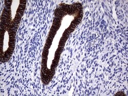KRT18 Mouse anti-Human, Clone: OTI10H8, lyophilized, TrueMAB 100 &mu;g;