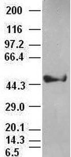 KRT18 Mouse anti-Human, Clone: OTI1E1, liquid, TrueMAB 100 &mu;L; Unconjugated:Antibodies,