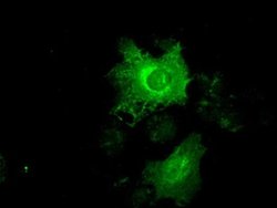 KRT19 Mouse anti-Canine, Human, Rat, Clone: OTI3F8, liquid, TrueMAB 100