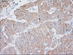 KRT19 Mouse anti-Canine, Human, Rat, Clone: OTI3F8, lyophilized, TrueMAB