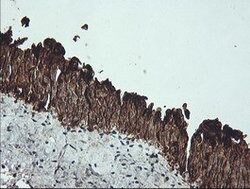 KRT19 Mouse anti-Canine, Human, Rat, Clone: OTI3F8, lyophilized, TrueMAB