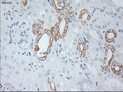 KRT19 Mouse anti-Canine, Human, Rat, Clone: OTI3F8, lyophilized, TrueMAB