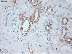 KRT19 Mouse anti-Canine, Human, Rat, Clone: OTI3F8, liquid, TrueMAB 100