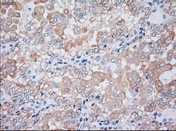 KRT19 Mouse anti-Canine, Human, Rat, Clone: OTI3F8, lyophilized, TrueMAB