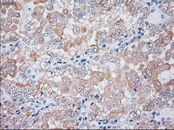 KRT19 Mouse anti-Canine, Human, Rat, Clone: OTI3F8, liquid, TrueMAB 100