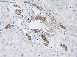 KRT19 Mouse anti-Canine, Human, Rat, Clone: OTI3F8, lyophilized, TrueMAB