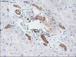 KRT19 Mouse anti-Canine, Human, Rat, Clone: OTI3F8, liquid, TrueMAB 100