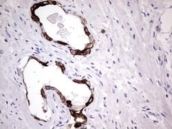 KRT19 Monoclonal Antibody (OTI1F5), TrueMAB , OriGene 100 &mu;L; Unconjugated:Antibodies,
