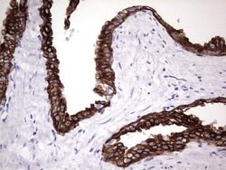 KRT19 Monoclonal Antibody (OTI1F5), TrueMAB , OriGene 100 &mu;L; Unconjugated:Antibodies,