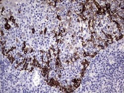 KRT19 Monoclonal Antibody (OTI1F5), TrueMAB , OriGene 100 &mu;L; Unconjugated:Antibodies,