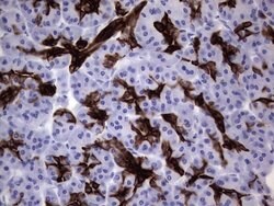 KRT19 Monoclonal Antibody (OTI1E7), TrueMAB , OriGene 100 &mu;L; Unconjugated:Antibodies,
