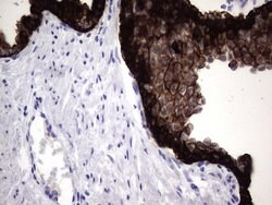 KRT19 Monoclonal Antibody (OTI1E7), TrueMAB , OriGene 100 &mu;L; Unconjugated:Antibodies,