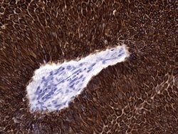 KRT19 Monoclonal Antibody (OTI1E7), TrueMAB , OriGene 100 &mu;L; Unconjugated:Antibodies,