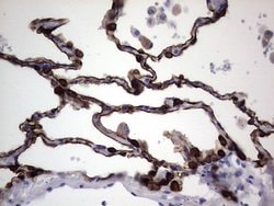 KRT19 Monoclonal Antibody (OTI1E7), TrueMAB , OriGene 100 &mu;L; Unconjugated:Antibodies,