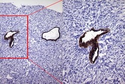 KRT19 Mouse anti-Human, Clone: OTI6A8, lyophilized, TrueMAB 100 &mu;g;