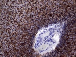 KRT19 Monoclonal Antibody (OTI7H7), TrueMAB , OriGene 30 &mu;L; Unconjugated:Antibodies,